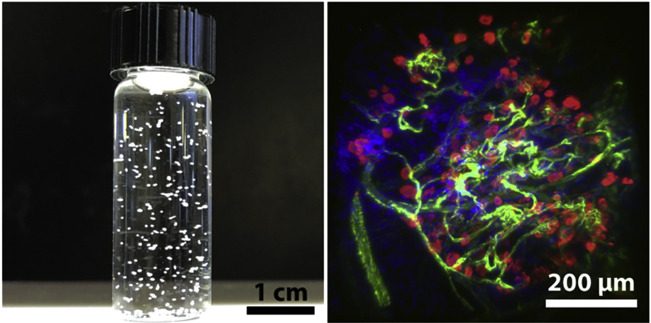 Modular tissue engineering – Sefton lab
